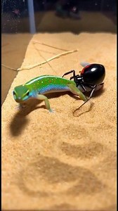 One Step Too Close The bright green gecko hesitates as the black widow advances, slow, calm, and extremely dangerous. This is not a chase, it’s a test of instincts. The gecko relies on speed and awareness, while the black widow trusts her venom and precision. In moments like this, survival is decided in seconds. Who do you think walks away from this encounter? Comment below 👇 #insectinsider #blackwidow #gecko #predatorvsprey #wildencounter #deadlynature #naturedrama #animalfaceoff #us #uk #aust