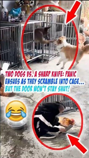 Two Dogs vs A Sharp Knife Panic Ensues as They Scramble Into Cage But the Door Won’t Stay Shut.