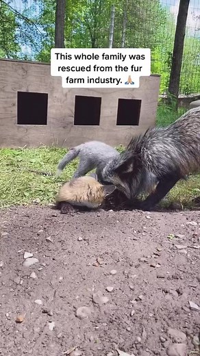 4.5M views · 10K reactions |  Thank you for helping me save these lives. #wildliferescue #foxsanctuary #wolfdog | Arctic Fox Daily Wildlife Rescue, Inc. | Facebook