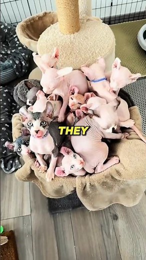 😱 This "Hairless" Cat Is Actually NOT Hairless! Sphynx Cat Facts 🐱