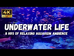 Underwater asmr Sounds: Dive Into Relaxation With Soothing Sounds in 4K