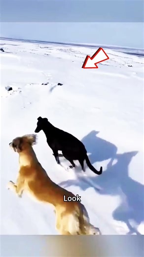 Animals #fyp #TikTok #animals