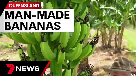 Queensland scientists create world's first GM banana