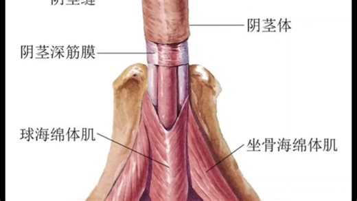 人类阴茎解剖与功能解说