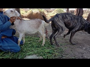 got and dog mating b