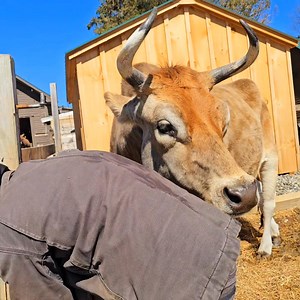 Big helper Moo.💚💚 | Off The Plate Animal Sanctuary