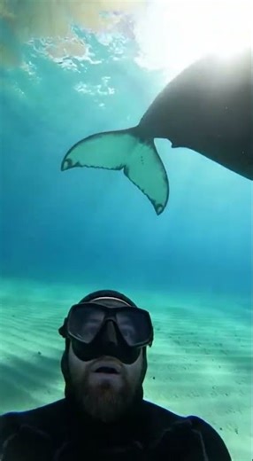 MASSIVE Humpback Whale 🐋 #HumpbackWhale #Shorts #OceanLife