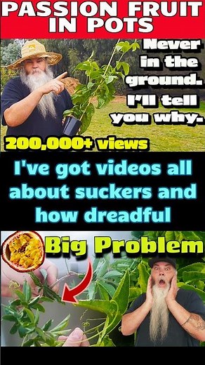 Grow 50-60+ Passion Fruit in a POT This Season!