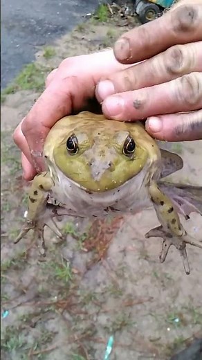bull Frog Cry