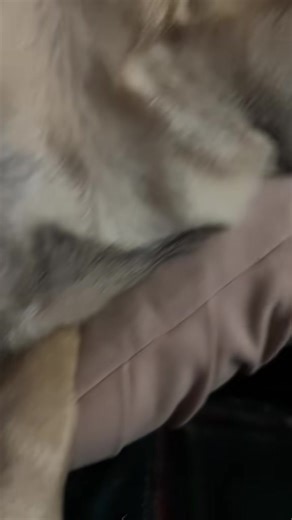 My little babies #pug #dogsofttiktok #pugsoftiktok #ellie #louie | Pugs Of Tiktok