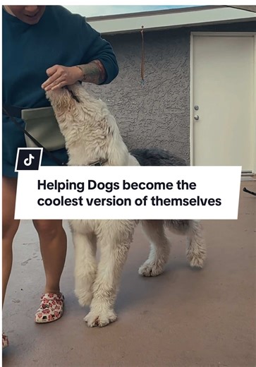 Sheepdog Training: Learning Leash Heel Session 1