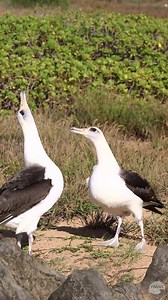 10K views · 302 reactions | THE ALBATROSS BOOGIE 諸 After an...