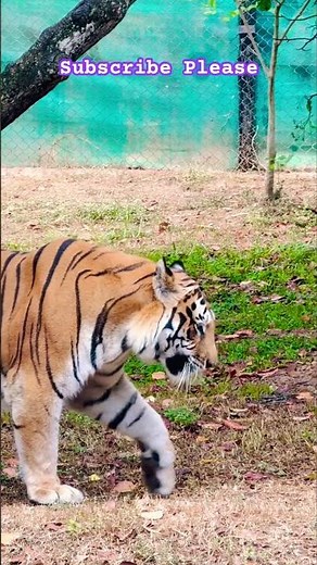 Majestic Tiger Sighting at Bannerghatta Zoo Safari | Close Encounter with the King of the Jungle!