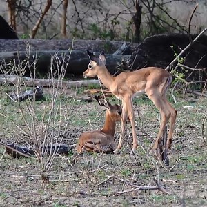 The_All_Impala_Lamb_Index | Animals voice