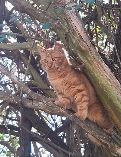 Something is eating my cats,lost this one this morning ,two other's over the last month. | Dean Jones