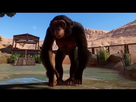 Planet Zoo - Western Chimpanzee Gameplay (PC HD) [1080p60FPS]