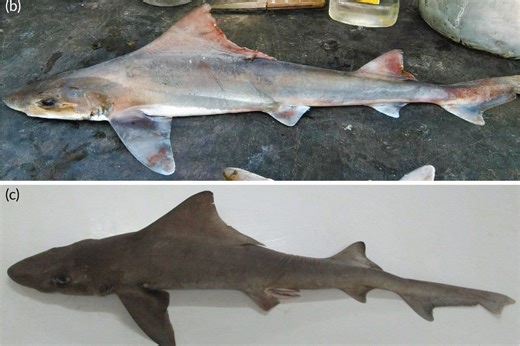 Rare shark species thought to be extinct rediscovered after decades