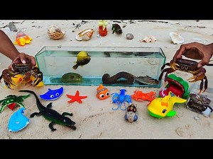 Find real crabs, ornamental fish, lobsters, nemo fish, hermit crabs, puffer fish, starfish, snails