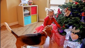 Beagle Sees Christmas Tree Full of Toys