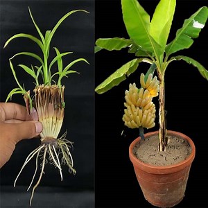 486K views · 20K reactions | Unique Skill How to grow banana tree from banana flower | Rana Craft | Facebook