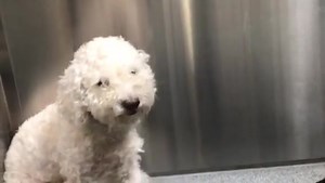 3.4K views · 183 reactions | RESCUED BY BICHON RESCUE BRIGADE! Here...