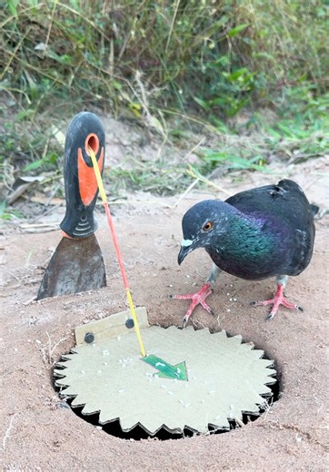 Quick Pigeon Bird Trap Using Cardboard Box