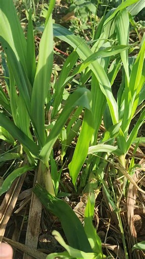 Our very own Napier grass na alagang Malik Farm so tawag sa kanya Makchong 🤔🤭😁. Happy Farming! 🚜🌽🐂🐃🐏🐑 #CornSilage, #LivestockFarming, #Dairyfarming, #FarmMechanization, #MalikGoatFarm, #HighlightsFollower, #HighlightsEveryone | Malik Manaloto