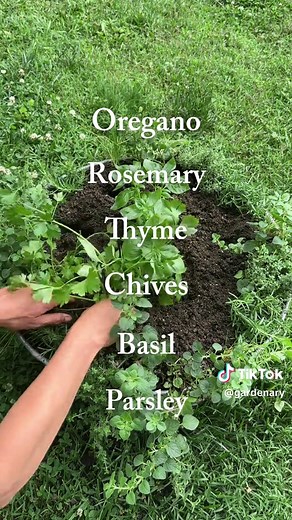 Easiest Herb Gardening Tips for Year-Round Success