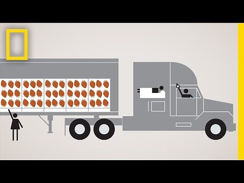 Road Trip Follows Strawberries Across the U.S. | National Geographic