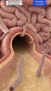 Illustration of gut organisim #highlightseveryonefollowers #HeartFailure #nurselife #bodyhealth | Anatomy Arts Usa