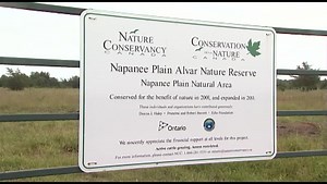 Protecting the Eastern Loggerhead Shrike