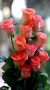 Rose bouquets | Roses