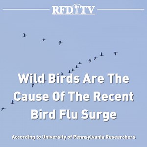 Bird flu is spiking across the country, and new research from the University of Pennsylvania suggests wild birds are driving the surge. Scientists have tracked the virus across North America and found migrating ducks, geese, and swans are spreading the disease to both wild and domestic birds. Unlike past outbreaks, culling domestic flocks is not enough to stop it. | RFD-TV