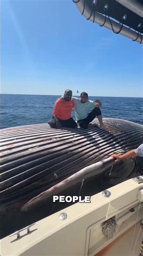 Why You Should Never Go Near a Dead Whale?