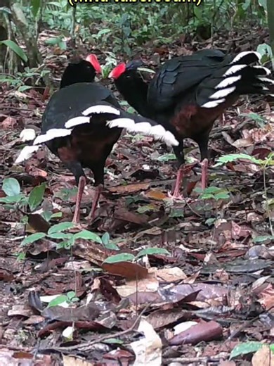 Dois Mutum-cavalo Em Perfeita Harmonia Vasculham o Chão da Floresta Amazônica Durante o Dia. Neste vídeo você acompanha um registro especial de dois mutum-cavalo (Pauxi tuberosa) em seu habitat natural na floresta amazônica, captados em plena luz do dia por uma câmera de trilha. As imagens coloridas revelam aves tranquilas, caminhando com naturalidade pelo chão da mata, demonstrando total adaptação ao ambiente. Conhecido também como mutum-castanheiro ou mutum-favão, o mutum-cavalo é uma ave de g