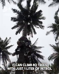 This is a lot faster than shaking the tree... 🌴 | Supercar Blondie