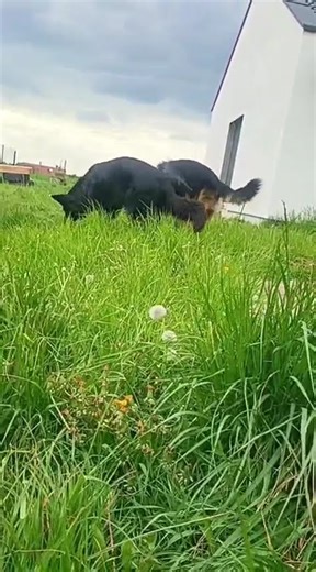 witamy pozdrawiamy ❤️#oldgermanshepherd #germanshepherd #gsd #kochampsy #cutedog