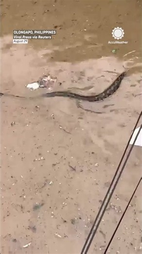 Caught on camera: Snakes in Olongapo flood