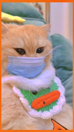 Can Your Cat Cook? Exploring the Myth of Chef Cat