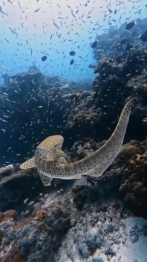 Explore Beautiful Leopard Sharks in Their Natural Habitat