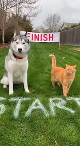 Golden Cat Got Angry On Huskey🐈🐕‍🦺🏁 | Brian Fisher