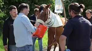 Pferd stirbt nach Unfall - Tier unter Leitplanke auf A44 eingeklemmt