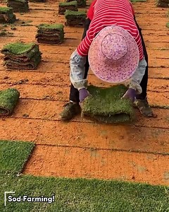 1.6K views | The sod farming process! | Best Choice | Facebook