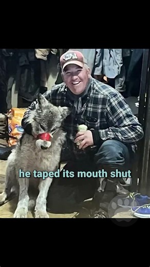 Wyoming Man Cody Roberts Sentenced in Controversial Wolf Case #wolf