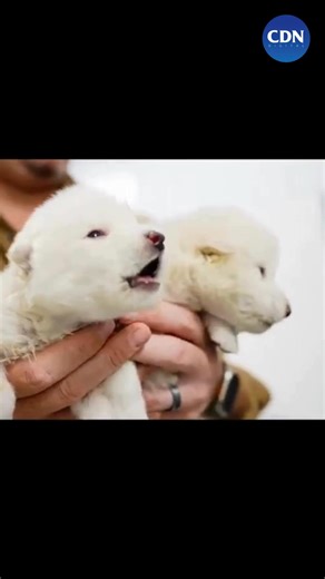 THE FIRST HOWL OF A DIRE WOLF IN OVER 10,000 YEARS WATCH: Dallas-based Colossal Biosciences has shared the howl of the world's first de-extinct animals, Romulus and Remus, on their Facebook page. Gone for over 10,000 years, researchers at Colossal Biosciences have meticulously reconstructed the dire wolf genome, revolutionizing our understanding of extinction. The dire wolves are now howling and walking on Earth once again. | 🎥: Colossal Biosciences via Shakira Clea Laurente, CTU Tuburan Intern