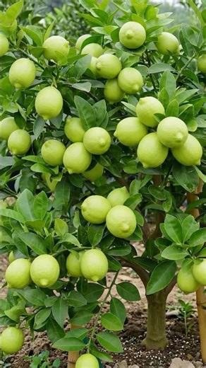 🍋Successfully Rooting Lemon Tree From Cuttings - A Beginner's Hydroponic Cutting Guide!