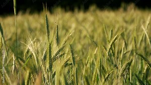 Golden Hour Sunlight Illuminating a Lush Barley Field, Perfect for Agriculture Backgrounds