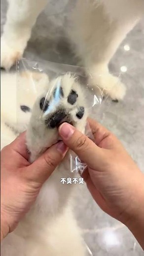 Craft Your Own Cutie Dog - DIY Pet Fun