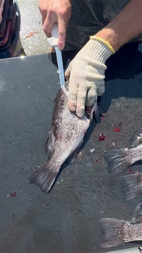 How to fillet rock fish #fishing #seafood #rockfish #pnwlife #saltlife | Pnwcoastfishing