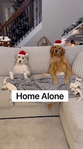 2M views · 78K reactions | My dogs defended the house against a Christmas bandit! #dog #goldenretriever | Aguyandagolden | Facebook